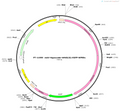 AAV-Hypocretin-hM4D(Gi)-EGFP-WPREs