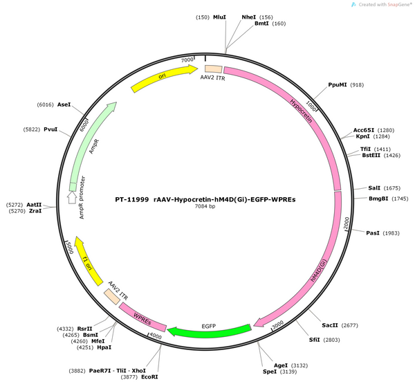AAV-Hypocretin-hM4D(Gi)-EGFP-WPREs