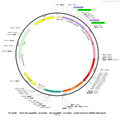 AAV-2×{U6-SasgRNA(scramble)}-pCBh-mCherry-WPRE-hGH polyA