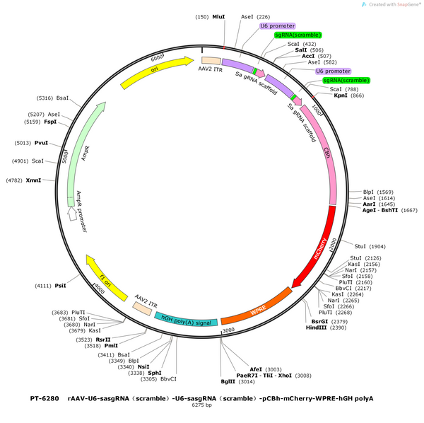 AAV-2×{U6-SasgRNA(scramble)}-pCBh-mCherry-WPRE-hGH polyA