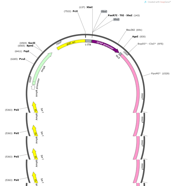 AAV-GFAP(681bp)-NLS-hSaCas9-NLS-3XHA-bGH polyA-U6-SasgRNA(sc