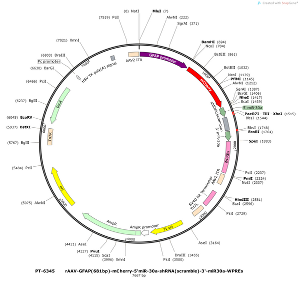 Plasmid map of PT-6345 rAAV-GFAP(681bp)-mCherry-5'miR-30a-shRNA(scramble)-3'-miR30a-WPREs, 7667 bp, showing the GFAP(681bp) promoter, mCherry, a miR-30a-embedded scramble shRNA cassette and WPREs between AAV2 ITRs