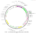 AAV-GFAP(681bp)-EGFP-5'miR-30-shRNA(empty)-3'miR-30-WPREs