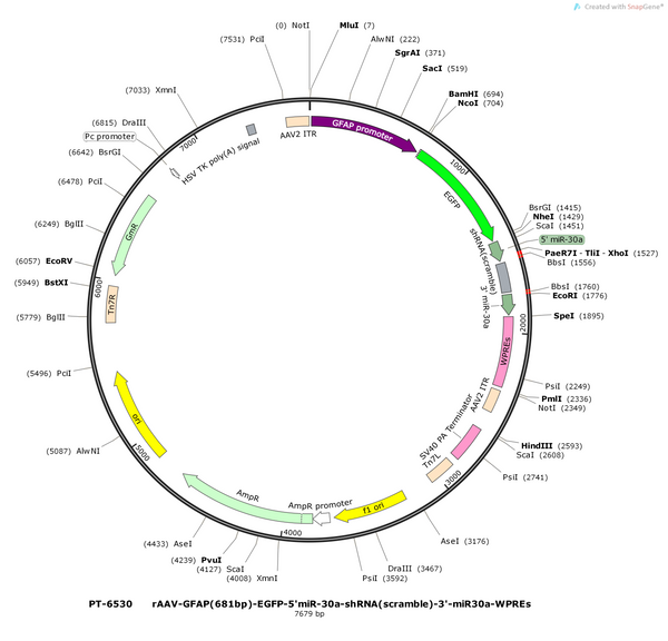 AAV-GFAP(681bp)-EGFP-5'miR-30-shRNA(empty)-3'miR-30-WPREs
