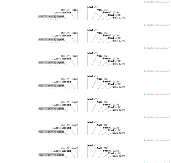 AAV-EFS-DIO-spCas9-wpres
