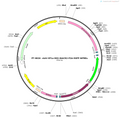 AAV-EF1a-DIO-GtACR2-P2A-EGFP-WPRE-hGH polyA