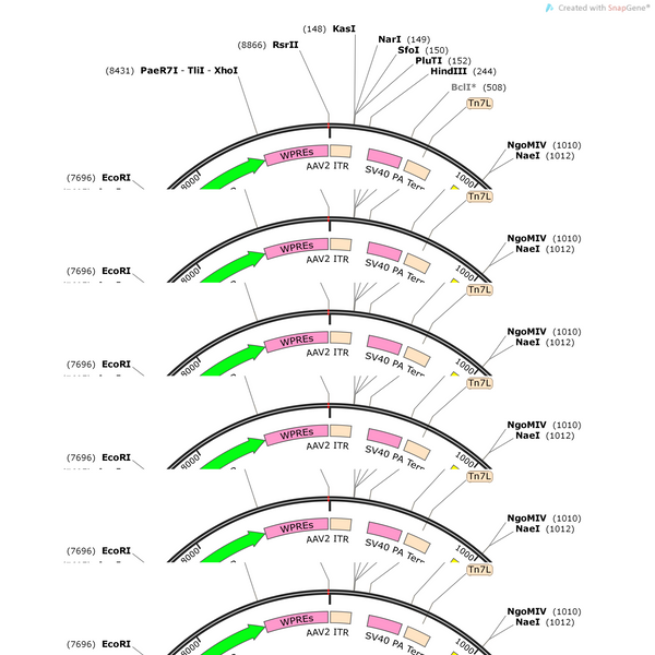 AAV-ChAT-eArch3.0-EGFP-WPRE-hGH pA
