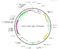 AAV-GAD67(R)-DIO--EGFP-WPRES