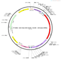 AAV-hSyn-DIO-hChR2 (H134R)-tdTomato-WPREs