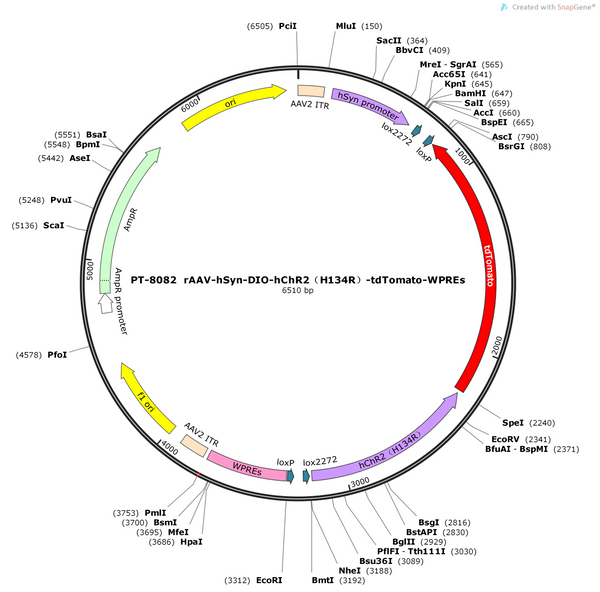 AAV-hSyn-DIO-hChR2 (H134R)-tdTomato-WPREs