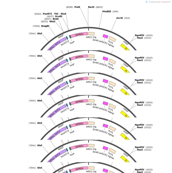 AAV-GAD67(Rattus)-DIO-PSAM(Leu141Phe Tyr115Phe) 5HT3-WPRE