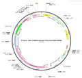 AAV-CaMKIIa-taCasp3-TEVp-T2A-EGFP-WPRE-hGH pA