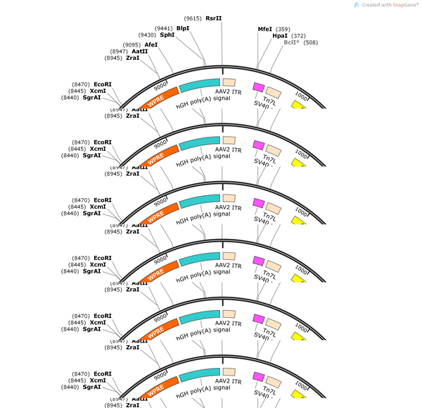 AAV-AVP-hChR2(H134R)-mCherry-WPRE-hGH polyA