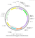 AAV-hsyn-EGFP-P2A-tau(p301L)-3xflag-WPRE-hGH pA