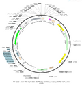 AAV-TRE tight-DIO-(EGFP-U6)-shRNA(scramble)-WPRE-hGH polyA