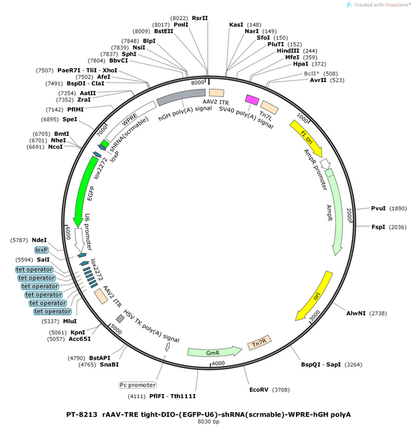 AAV-TRE tight-DIO-(EGFP-U6)-shRNA(scramble)-WPRE-hGH polyA