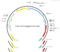 AAV-D2-DIO-eNpHR3.0-mcherry -WPREs
