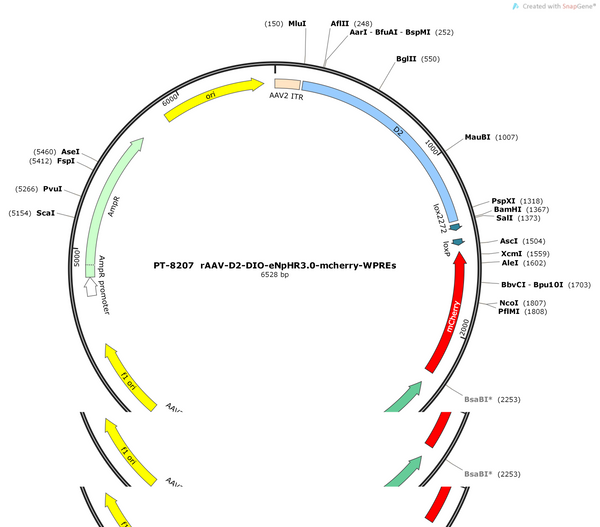 AAV-D2-DIO-eNpHR3.0-mcherry -WPREs