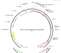 AAV-cTNT-ChRmine-P2A-oScarlet-WPRE-pA