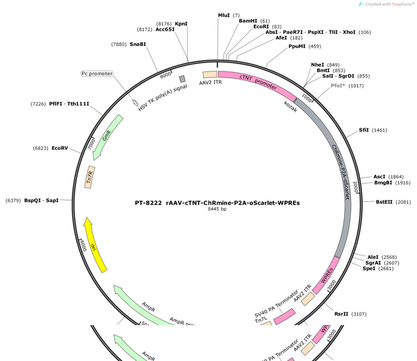 AAV-cTNT-ChRmine-P2A-oScarlet-WPRE-pA