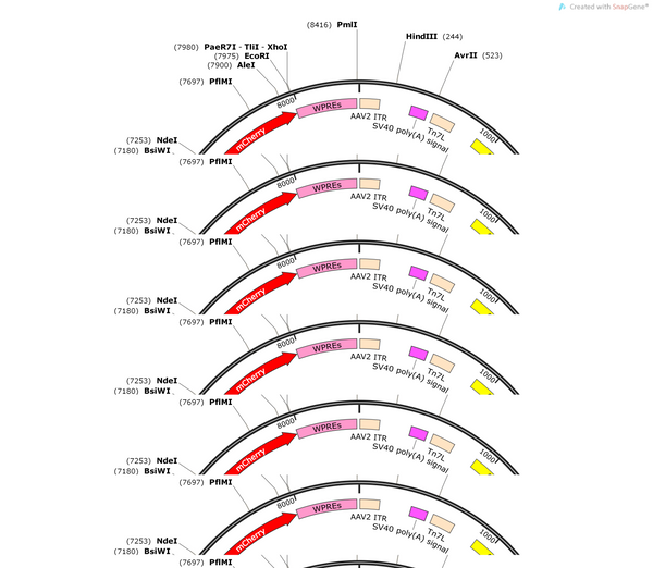 AAV-hSyn-TeNT-P2A-mCherry-WPREs