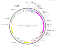 AAV-hsyn-DIO-DA3m(mut)-WPREs