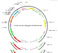 AAV-hsyn-mRFP1-EGFP-LC3B-WPRE-hGH pA
