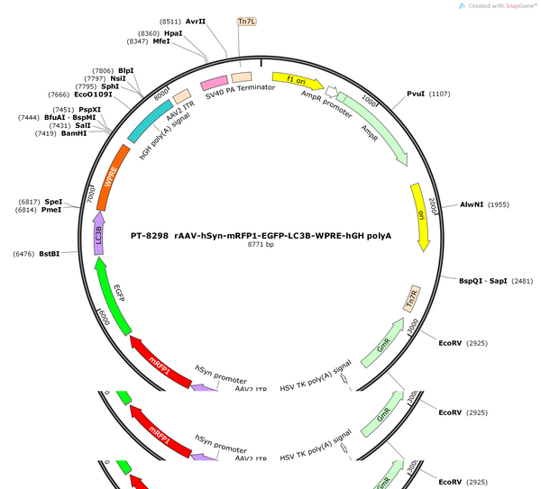 AAV-hsyn-mRFP1-EGFP-LC3B-WPRE-hGH pA