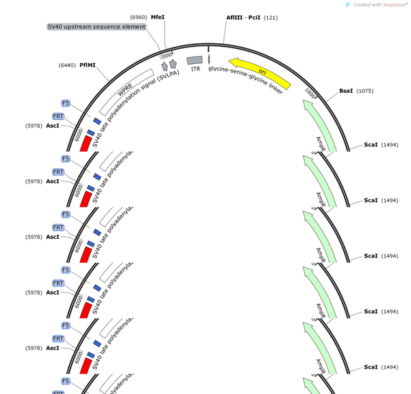 pAAV-CBh-FDIO-TeNT-mScarlet-WPRE-pA