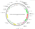 AAV-EF1α-DIO-4xmito-mCherry-EGFP-WPREs