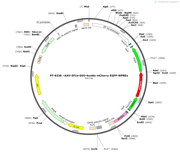 AAV-EF1α-DIO-4xmito-mCherry-EGFP-WPREs