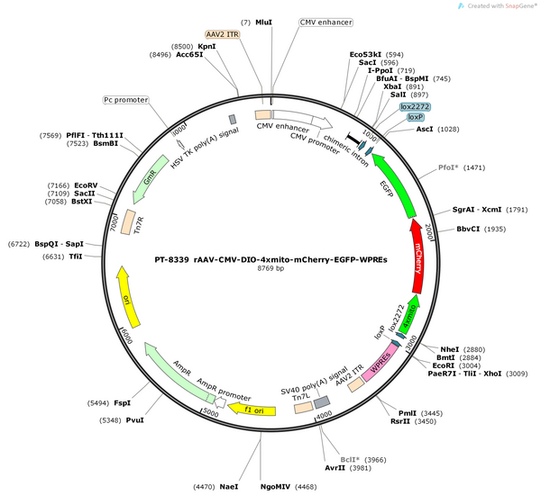 AAV-CMV-DIO-4Xmito-mcherry-EGFP-WPREs