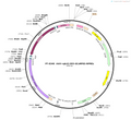 AAV-VGLUT2-DIO-Gcamp6s-WPREs