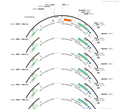 AAV-CMV-fDIO-(EGFP-U6)-shRNA(scramble)-WPRE-hGH polyA