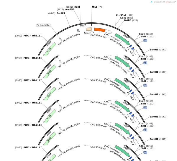 AAV-CMV-fDIO-(EGFP-U6)-shRNA(scramble)-WPRE-hGH polyA