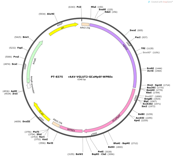 AAV-vglut2-GCaMP6f-WPRE-hGH polyA