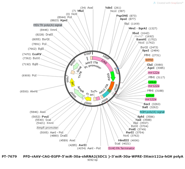 AAV-CAG-EGFP-WPRE-3xmiR122a-hGH polyA