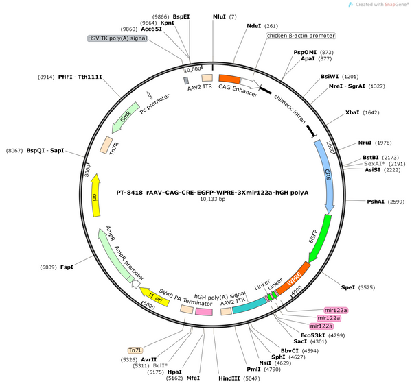 AAV-CAG-Cre-EGFP-WPRE-3xmiR122a-hGH polyA
