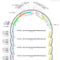 AAV-AVP-Cre-2A-EGFP-WPRE-HGH-polyA