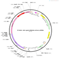 AAV-vglut2-hM4D(Gi)-mCherry-WPREs