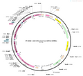 AAV-EF1a-ConFon-5HT3.0-WPRE-hGH polyA