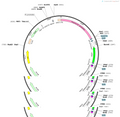 AAV-tmem119-DIO-(EGFP-U6)-shRNA(scramble)-WPRE-hGH polyA
