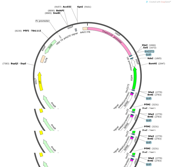 AAV-tmem119-DIO-(EGFP-U6)-shRNA(scramble)-WPRE-hGH polyA
