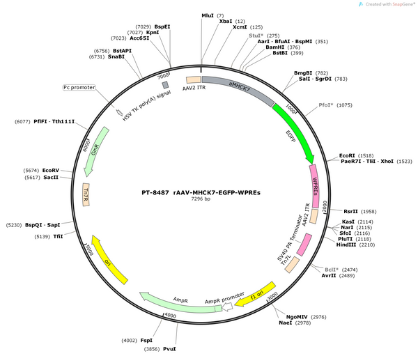 AAV-MHCK7-EGFP-wpres