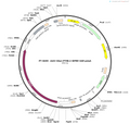 AAV-hsyn-PTH0.2-WPRE-pA