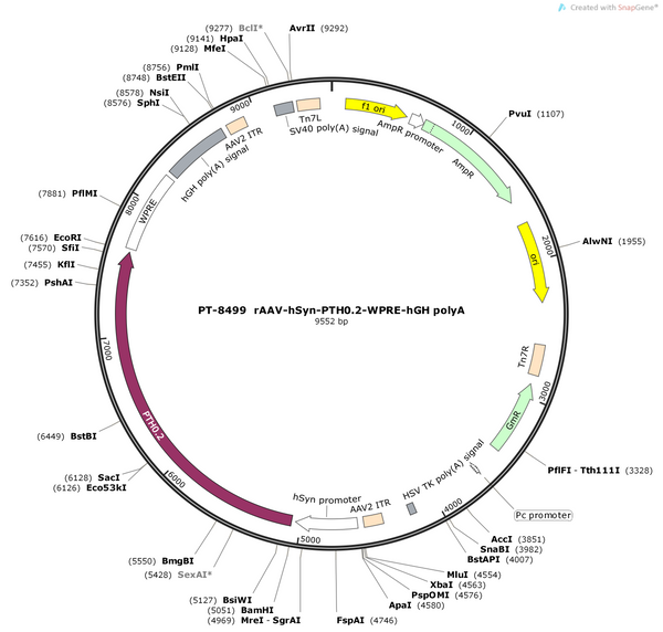 AAV-hsyn-PTH0.2-WPRE-pA