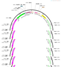 AAV-CaMKIIa-DIO-mGFP-T2A-Synaptophysin-mRuby-WPRES