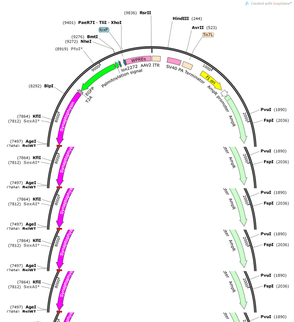 AAV-CaMKIIa-DIO-mGFP-T2A-Synaptophysin-mRuby-WPRES