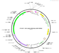 AAV-vglut2-hM3D(Gq)-EGFP-WPREs