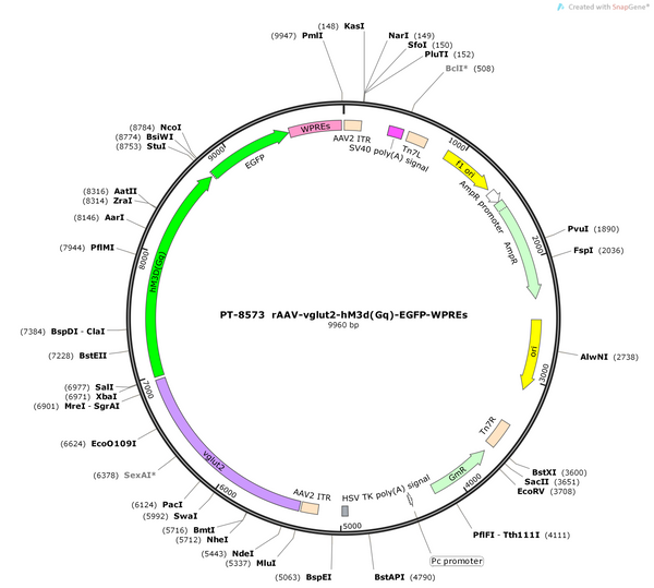 AAV-vglut2-hM3D(Gq)-EGFP-WPREs